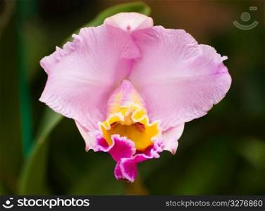 Violet orchid blossom in the spring, Cattleya relatives
