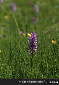 Violet Orchid in Green Meadow: Typical Dolomites Italian Alps Flower