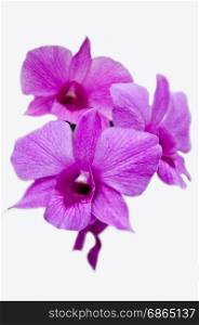 violet orchid on white background