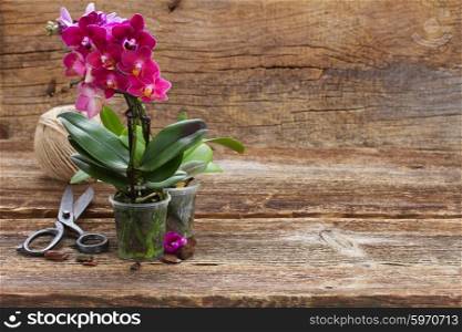 Violet orchids on wooden background, gardening concept