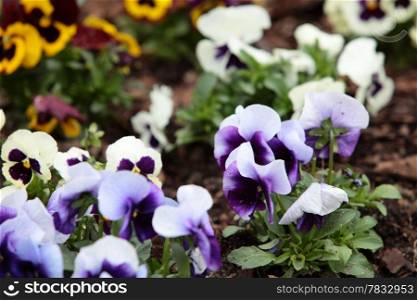 Violet pansies in the garden. Flowers background pansy.