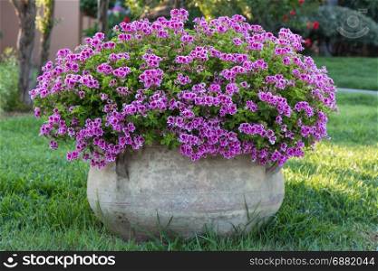 Violet Petunia: Beautiful Flowering Plant inside White Flowerpot