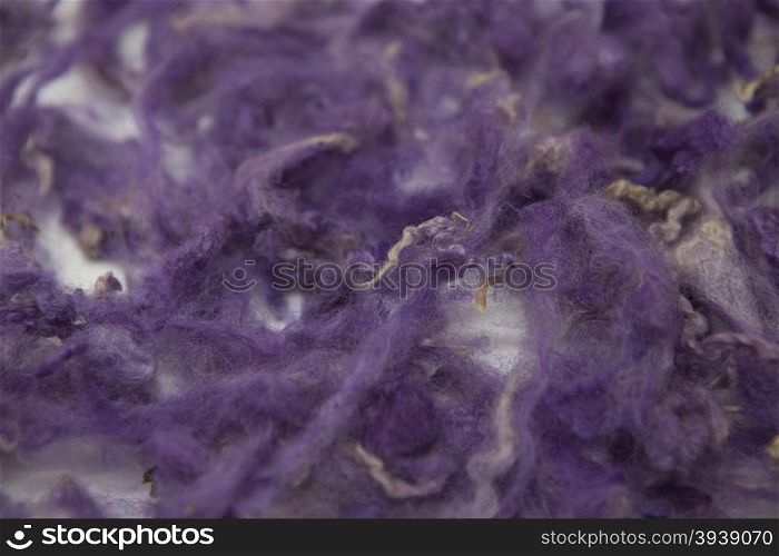 Violet piece of Australian sheep wool Merino breed close-up on a white background. Violet piece of Australian sheep wool Merino breed close-up on a white background.