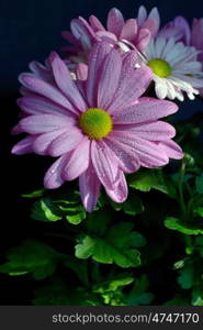 Violet Pink Osteosperumum Flower Daisy with dew drops