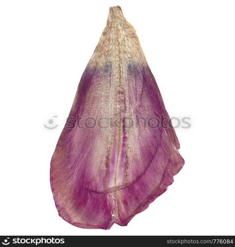 Violet purple tulip flower petal cut out on a white background
