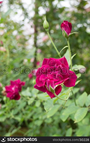 Violet rose bush in the garden, stock photo