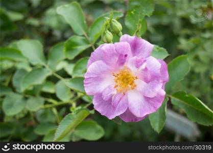 Violet rose bush in the garden, stock photo