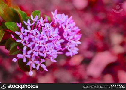 violet tropical flowers