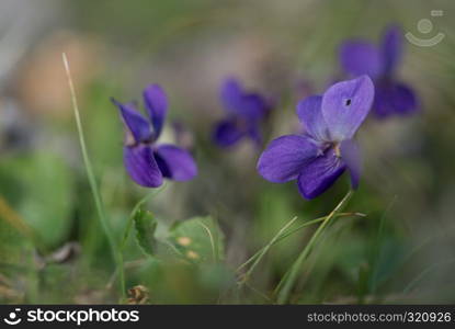 violet viola odorata close up with field backgroun. violet viola odorata close up with field backgroun, springtime