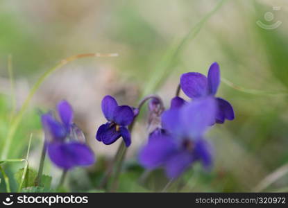 violet viola odorata close up with field backgroun. violet viola odorata close up with field backgroun, springtime