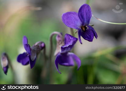 violet viola odorata close up with field backgroun. violet viola odorata close up with field backgroun, springtime