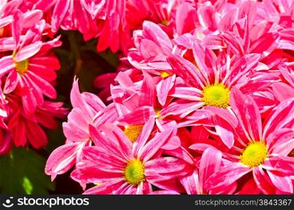 violet-white chrysanthemums