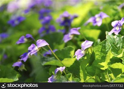 Violets blooming in a garden in early spring