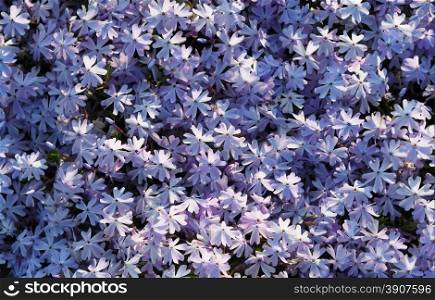 violets flowers. background