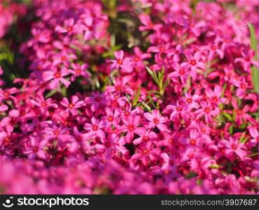 violets flowers. background