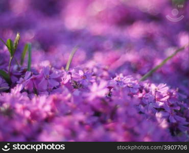 violets flowers. background