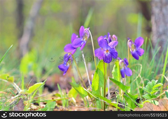 violets flowers blooming on field