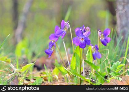 violets flowers blooming on field