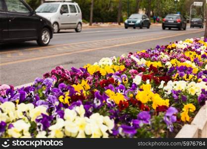 Violets growing on a flowerbed of Budapest. Flowers by the road
