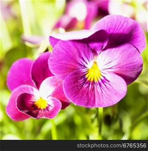 Violets in a green field, horizontal image