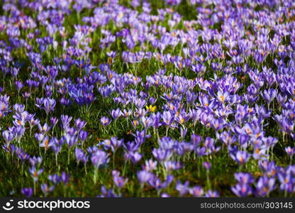 violett crocus field in spring