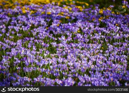 violett crocus field in spring