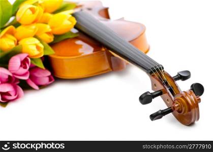 Violin and tulip flowers on white
