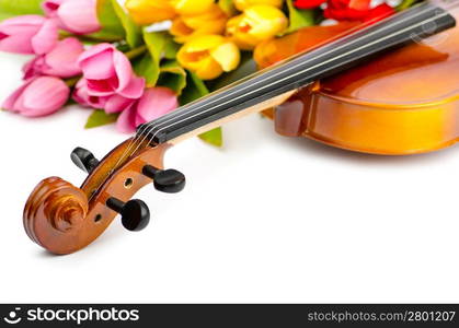 Violin and tulip flowers on white