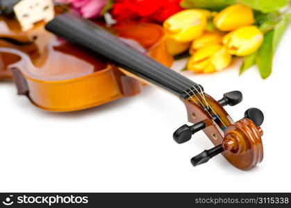 Violin and tulip flowers on white