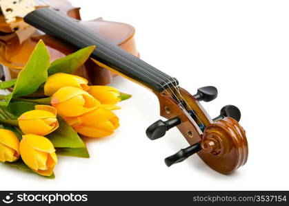Violin and tulip flowers on white