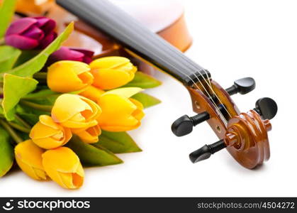 Violin and tulip flowers on white