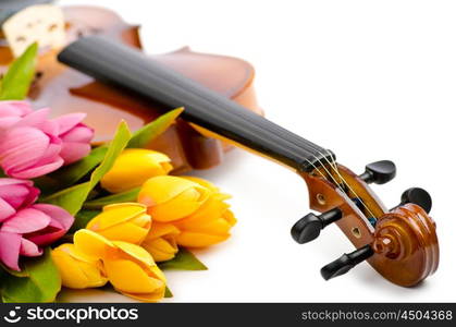 Violin and tulip flowers on white