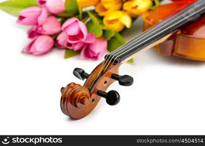 Violin and tulip flowers on white