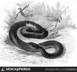Viper common black variety, vintage engraved illustration. Magasin Pittoresque 1844.