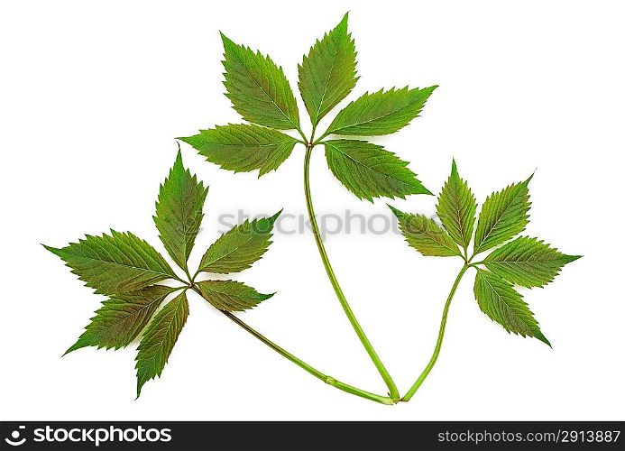 Virginia creeper leaf on a white background