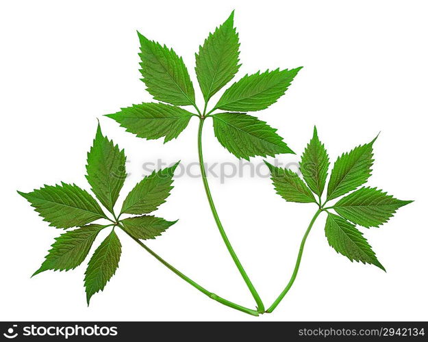 Virginia creeper leaf on a white background