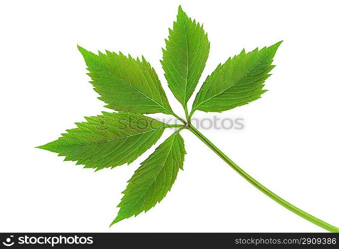 Virginia creeper leaflet on a white background
