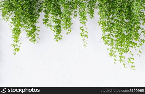 Virginia creeper vine on white concrete wall background with copy space. Plant and nature wallpaper concept. 3D illustration rendering