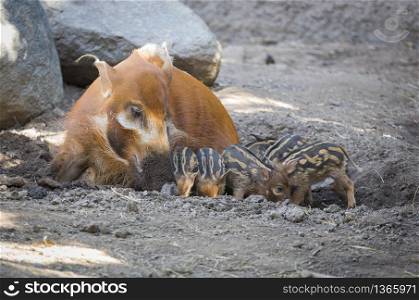 Visayan Warty Piglet with Mother in the Dirt.