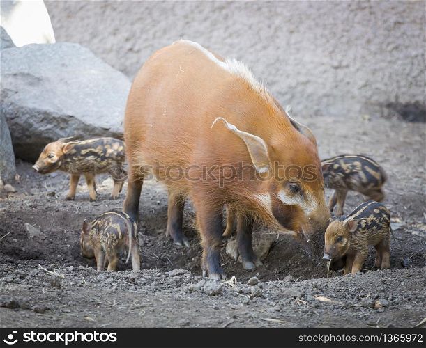 Visayan Warty Piglet with Mother in the Dirt.