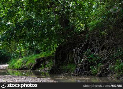 Visible roots in the river nature