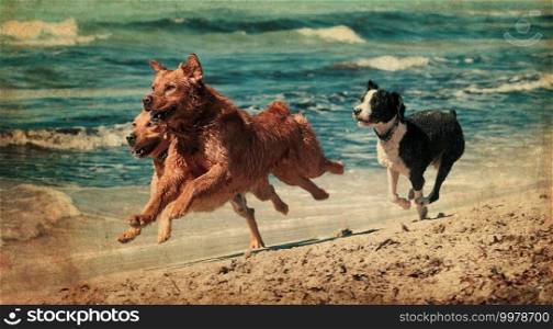 vitage photograph of a dog playing in the beach