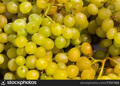 vitis background with bunches of sweet grapes