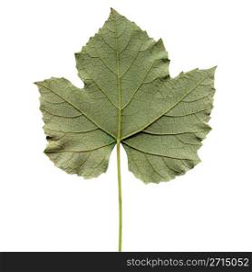 Vitis leaf. Vitis tree leaf - isolated over white background - back side