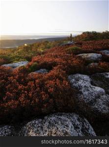 Vivid Autumn reds in the Dolly Sods Wilderness of West Virginia on an early October morning.