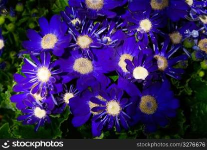 Vivid blue daisy blossom under gradation sunshine. cineraria (Senecio cruentus)