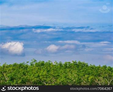 Vivid blue sky with cloud over green leaf of rubber tree