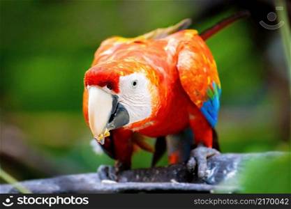 Vivid close up portrait of wild macaw ara red parrot in jungle. Vivid close up portrait of wild macaw ara red parrot