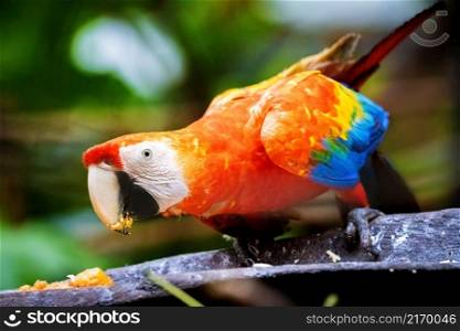 Vivid close up portrait of wild macaw ara red parrot in jungle. Vivid close up portrait of wild macaw ara red parrot