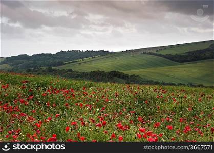 Vivid color red poopy field landscape under stormy sky